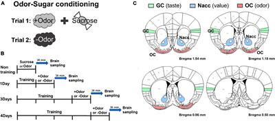 Training-Dependent Change in Content of Association in Appetitive Pavlovian Conditioning